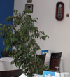 Hereke Balık Restaurant